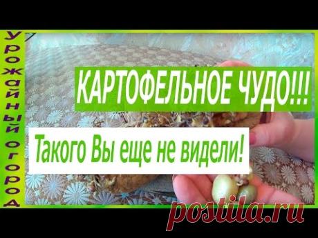 КАРТОФЕЛЬНОЕ ЧУДО!!!