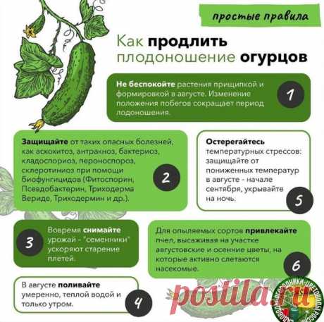 Как продлить плодоношение огурцов