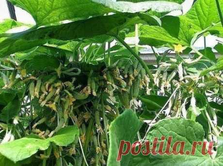 БОР ПОМОЖЕТ В УВЕЛИЧЕНИИ ЗАВЯЗЕЙ
Совсем скоро начнется самая горячая пора у садоводов. Поэтому речь пойдет о саде и даче. 
Хотим поделиться с вами одним маленьким секретиком повышения урожайности.
Когда растения начнут набирать цвет, надо успеть пока цветет прямо по цветам обрызгать всё: цветы, яблони, вишню, помидоры, огурцы и другие растения, слабым раствором бора (его можно купить в аптеке) 2-3 грамма на 10 литров воды. Этого хватит, чтобы буквально улить весь сад. 
Действует очень эффект