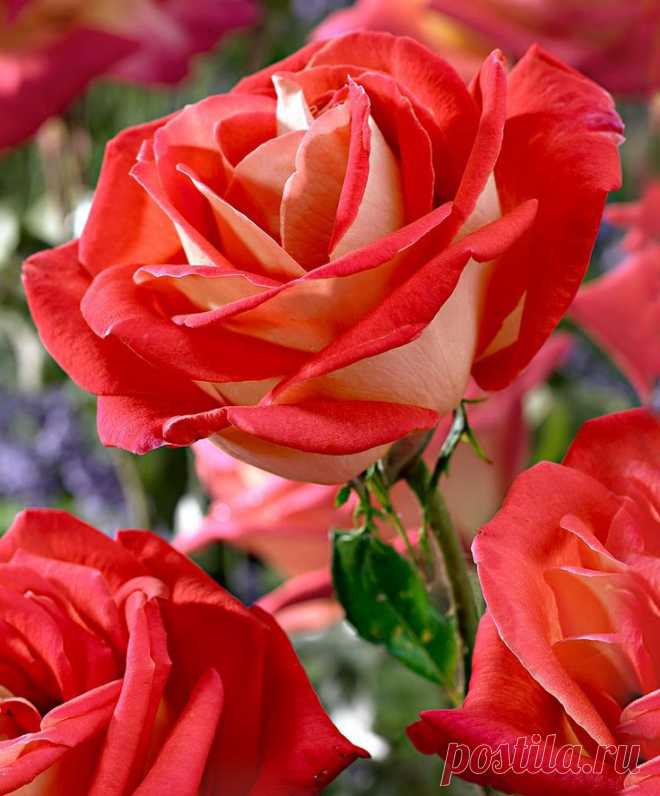 RP: Rosa 'Gallivarda' Large-Flowered Shrub #Rose / spaldingbulb.co.uk  |  Pinterest: инструмент для поиска и хранения интересных идей