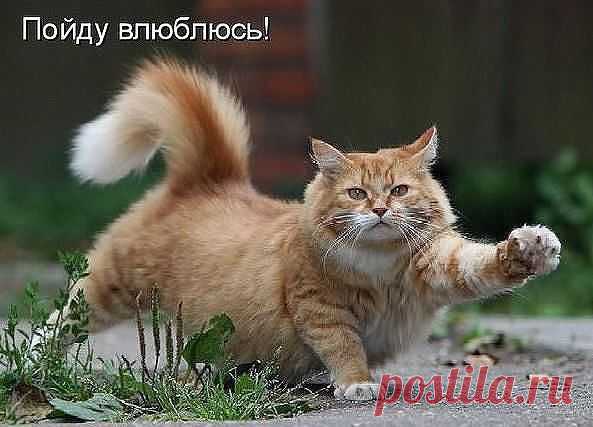Ценитель женских ножек: Всегда готов!