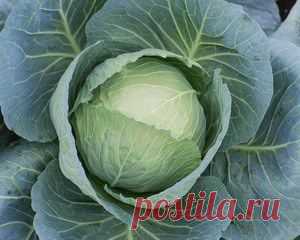 Капуста белокочанная. Описание, состав, калорийность, вред и полезные свойства белокочанной капусты