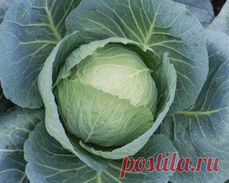 Капуста белокочанная. Описание, состав, калорийность, вред и полезные свойства белокочанной капусты