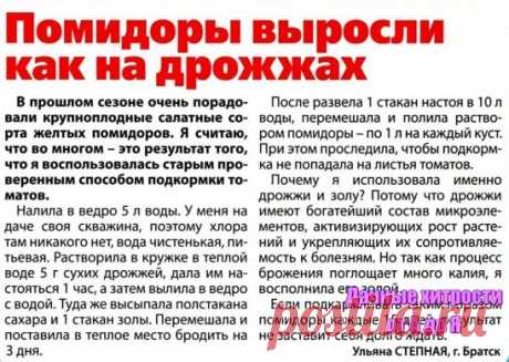 (ДЕДОВСКИЙ РЕЦЕПТ ДЛЯ ТОМАТОВ
Рецепт очень прост.
В трехлитровую банку заливаю 2,6-2,7 л воды без хлора (отстоянной), добавляю 100 г разведенных теплой водой дрожжей и 0,5 ст. сахара.
Накрыв марлей, держу банку в тепле, время от времени взбалтывая.
Раствор готов, когда закончится брожение.
Один стакан развожу в 10 л воды и поливаю растения по 1 л под каждый куст.
За лето провела три таких подкормки.