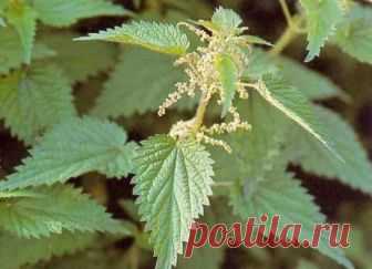 Крапива - королева всех растений!
Уже пошла крапива, можно собирать. Хотя некоторые видят в ней только зловредный сорняк, но в ней содержится просто кладезь полезностей!
В крапиве кальция в 7-10 раз больше, чем в молоке, а по питательности она превосходит бобовые!
Витамина С в ней в 4 раза больше, чем в лимонах и апельсинах, а КАРОТИНА больше, чем в моркови!
Крапива омолаживает кровь, обновляет силы и повышает иммунитет. Зелёный коктейль с ней получается густой, его можно есть ложкой.
«Одна кра