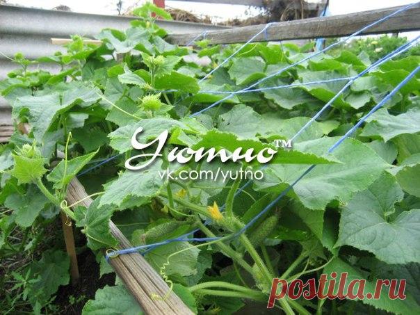 РАСТВОРЫ ДЛЯ УРОЖАЯ ОГУРЧИКОВ!