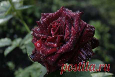 Всё о черных розах: лучшие сорта, секреты и история — Ботаничка