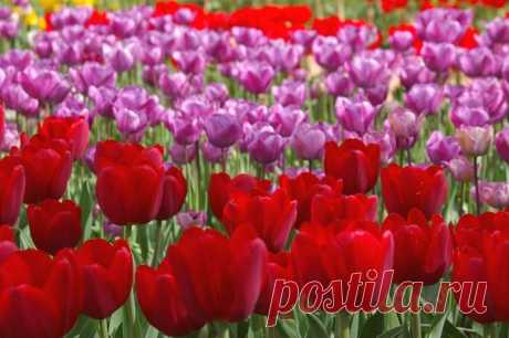 Тюльпанная феерия
С каждым весенним днем на наших дачных участках распускается все больше тюльпанов. Белые, розовые, желтые, красные, бордовые, фиолетовые – тюльпанная феерия многогранна и интересна!
Такая тюльпанная…