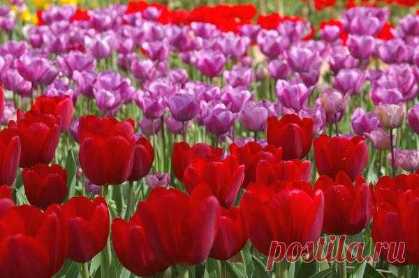 Тюльпанная феерия 
С каждым весенним днем на наших дачных участках распускается все больше тюльпанов. Белые, розовые, желтые, красные, бордовые, фиолетовые – тюльпанная феерия многогранна и интересна!

Такая тюльпанная…