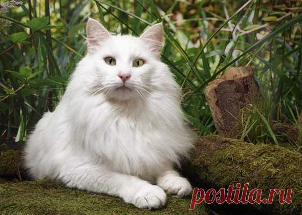 10 самых больших пород кошек | PetTips
