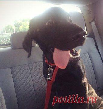 Забрали его сегодня из приюта, всю дорогу домой у него было такое выражение лица :)