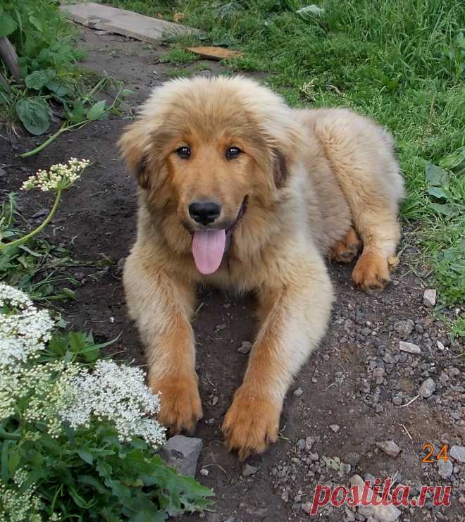 Пушистый Кораблик.