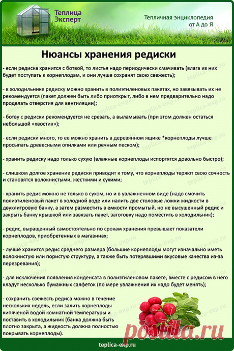 Нюансы хранения редиски