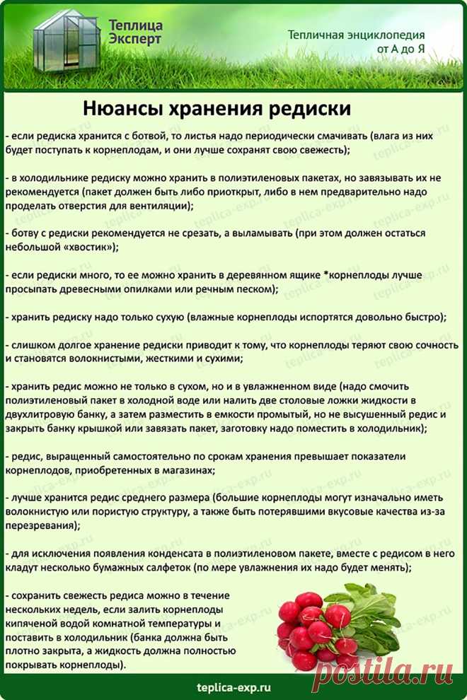 Нюансы хранения редиски