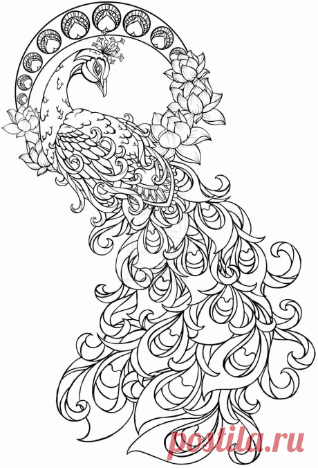 Peacock Coloring Pages For Adults AZ Coloring Pages Coloring Pages Peacock - free coloring pages animals