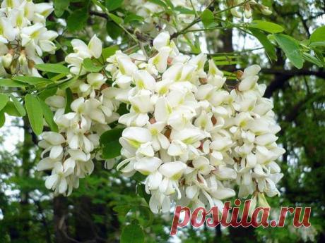 Применение акации белой в народной медицине
Чаще всего акацию можно встретить в тропиках и субтропиках. Но в наших широтах она распространилась очень быстро и приобрела популярность у животных и птиц. Это лекарственное растение, обладает множе…