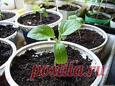 Письмо «Гриль своми руками. и другие материалы. Новое в Вашей подборке на Постиле» — Постила — Яндекс.Почта