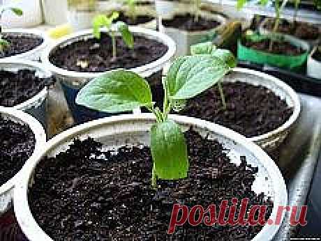 Письмо «Гриль своми руками. и другие материалы. Новое в Вашей подборке на Постиле» — Постила — Яндекс.Почта