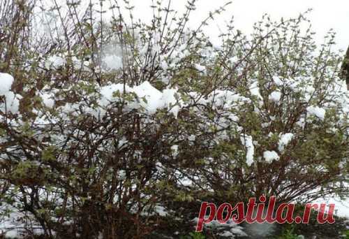 Как подготовить кусты жимолости к зиме – важные аспекты Для получения богатого урожая жимолости необходимо правильно подготовить ее к зиме. Этот вид кустарника не боится сильных заморозков и хорошо переносит воздействие низких температур, но определенные тонкости в подготовке растения к холодному времени года все же есть.