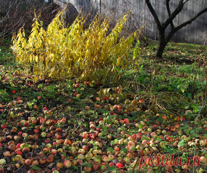 9 ноября 2013 г. М. Вязёмы - Захарово