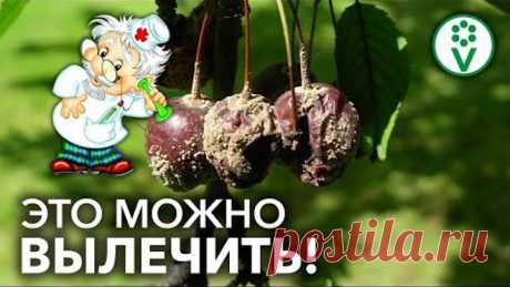 БОЛЕЗНИ ПЛОДОВЫХ ДЕРЕВЬЕВ БОЛЬШЕ НЕ СТРАШНЫ! Обработка от грибковых инфекций