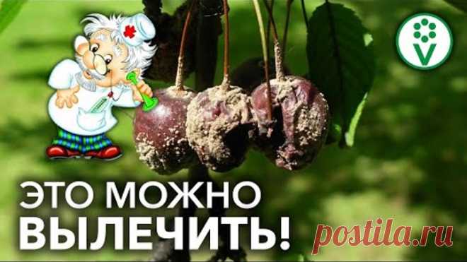 БОЛЕЗНИ ПЛОДОВЫХ ДЕРЕВЬЕВ БОЛЬШЕ НЕ СТРАШНЫ! Обработка от грибковых инфекций