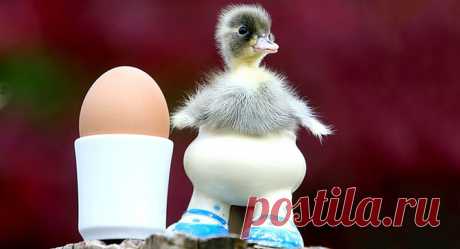Жизнь самых интересных животных из разных уголков мира.