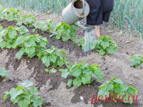 Хлебная подкормка для огурцов: как приготовить, чтобы повысить урожай на 20%
