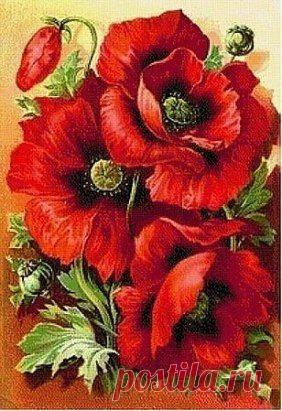 (60) Одноклассники