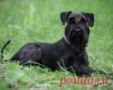 Ваш знак Зодиака расскажет, с собакой какой породы вы больше всего похожи