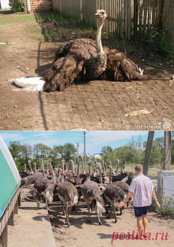 Содержание страусов