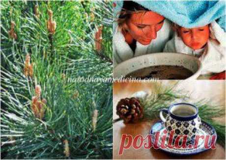 Сосновые почки лечебные свойства. Применение. Противопоказания | Блог Алёны Кравченко