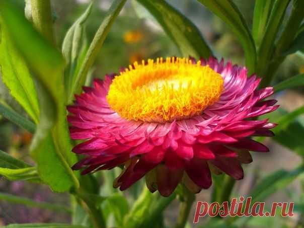 НЕУВЯДАЮЩИЙ БУКЕТ: Как правильно засушить цветы?