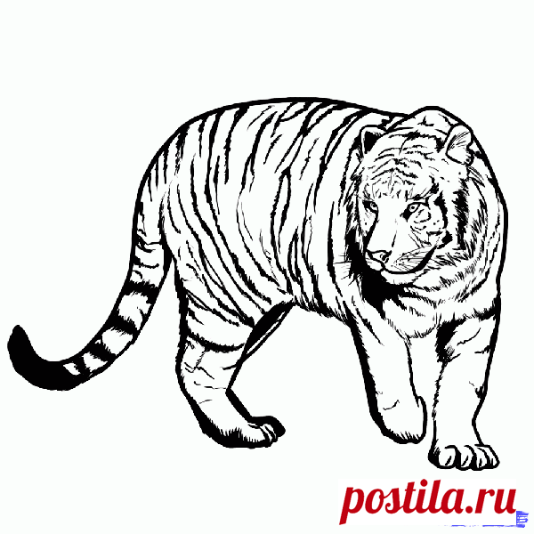 Как нарисовать бенгальского Тигра в полный рост поэтапно