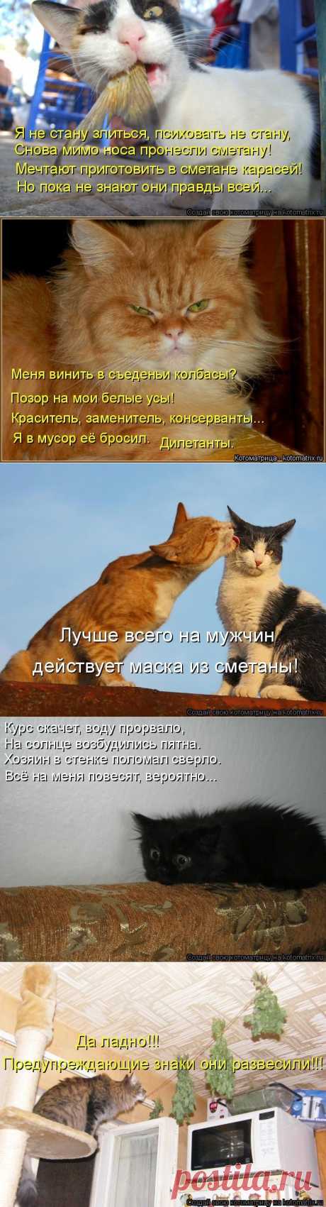 Предупреждающие знаки (котоматрица)