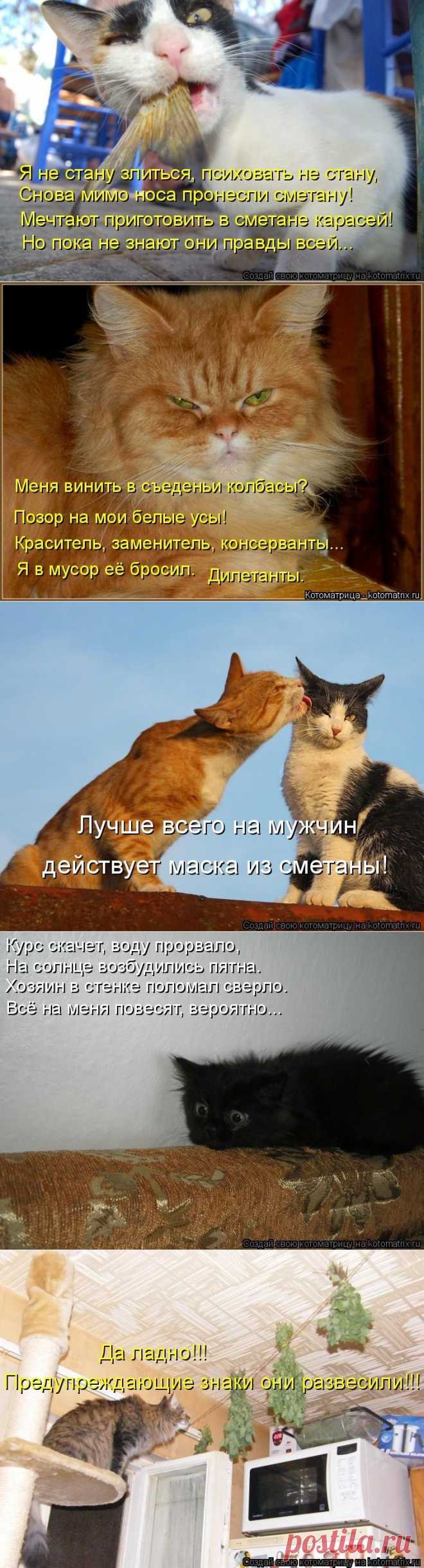 Предупреждающие знаки (котоматрица)