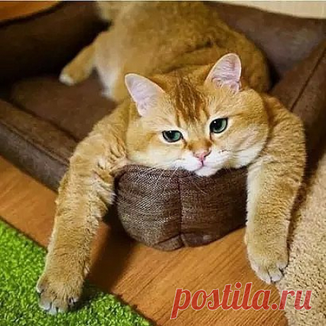 Когда нужно сделать кучу дел, а ты просто лежишь и не хочешь вставать.