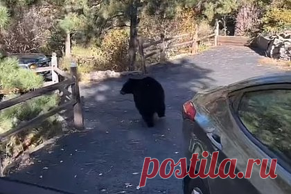 Медведь разгромил машину из-за упаковки конфет и попал на видео. В США медведь-барибал забрался в автомобиль ради упаковки конфет и разгромил его изнутри. Попавший на видео инцидент произошел 10 октября в парке города Литлтон, штат Колорадо. На записи, опубликованной в социальной сети администрацией парка, видно, как сотрудник стоял у двери машины, в салоне которой сидел медведь.