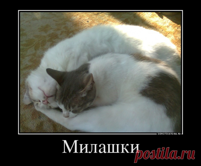 Мои кошки Лиза и Скрипа.