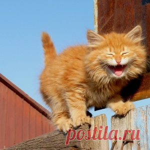 Морды, которым все можно!
