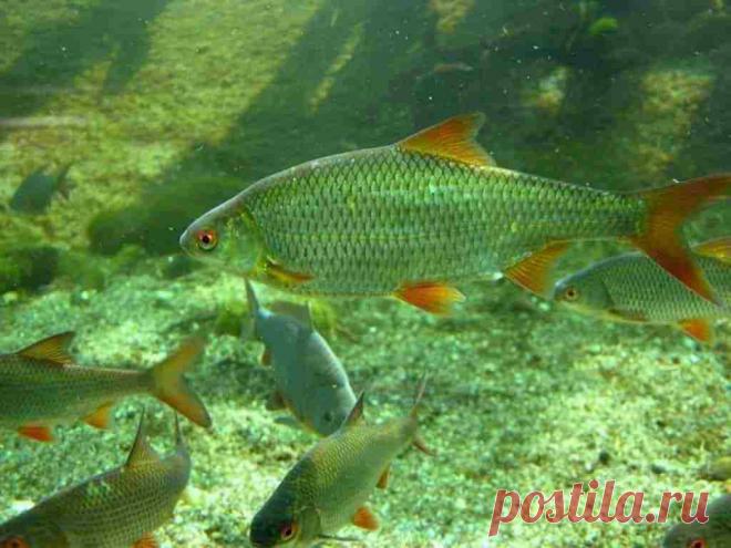 10 интересных фактов о плотве | Рекомендательная система Пульс Mail.ru