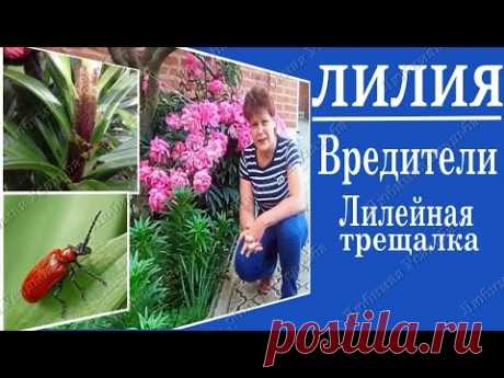 Вредители лилий . Кто объедает листья на лилиях
