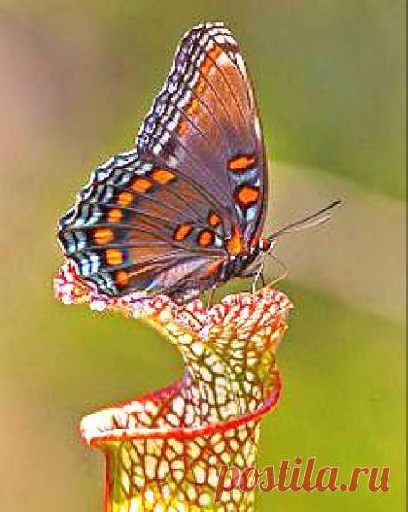 бабочка