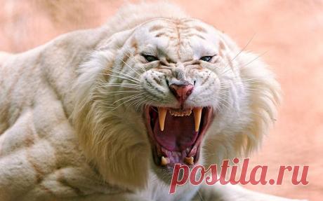 Удивительные фотографии животных. Красота в природе | Newpix.ru - позитивный интернет-журнал