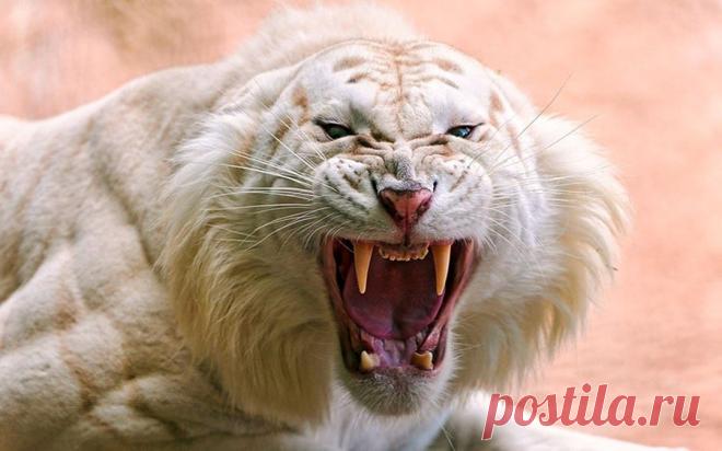 Удивительные фотографии животных. Красота в природе | Newpix.ru - позитивный интернет-журнал