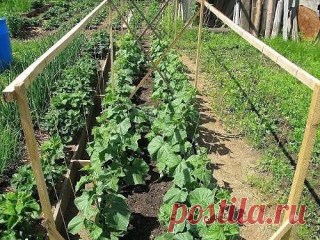 МОЛОКО.... ДЛЯ ОГУРЦА!
Сохраните, чтобы не потерять!🥒

На вашей грядке с огурцами появилась черная тля. Листья скрючиваются, засыхают. Затем погибают и плети. Раствор мыла практически не помогает. И древесная зола не дает желаемых результатов.

Попробуйте следующий состав: 1 литр свежего молока и 1 ч. ложку йода (йодистого калия) хорошо взбить, а полученную эмульсию растворить в 10 л воды. При помощи опрыскивателя побрызгать огурцы.