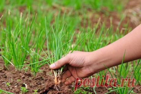 Правила высадки рассады лука на грядку, советы дачников