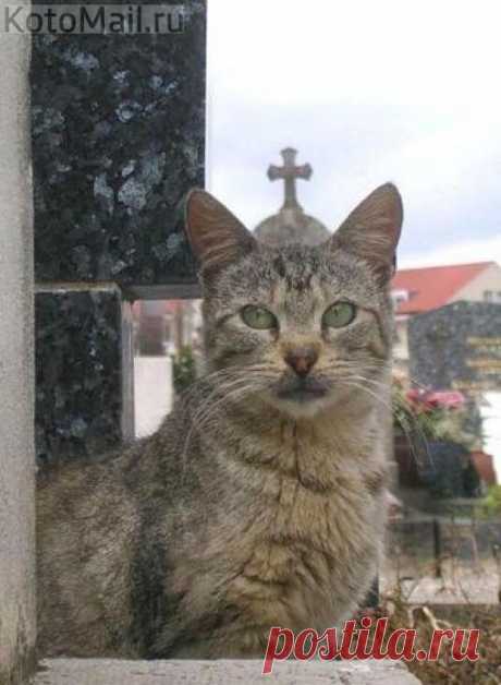 Котриарх всеяРуси