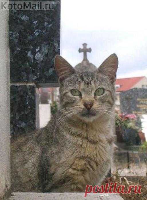 Котриарх всеяРуси
