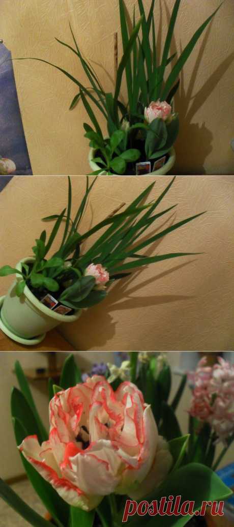 ЭКСПЕРИМЕНТ С ТЮЛЬПАНАМИ -ЗИМОЙ ЦВЕТУТ КАК ЛЕТОМ!!! | САД НА ПОДОКОННИКЕ